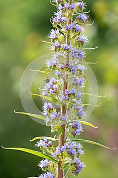 Giant vipers bugloss echium pininana flowers