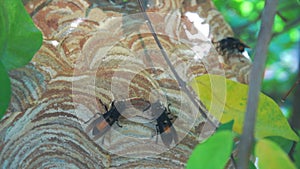 Giant Wasp Nest