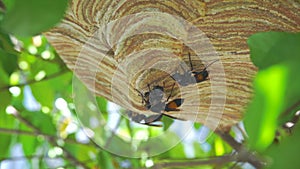 Giant Wasp Nest