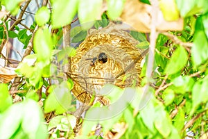 Giant Wasp Nest
