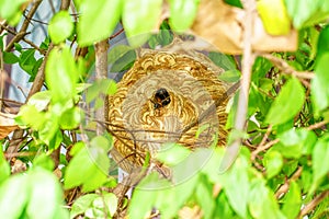 Giant Wasp Nest