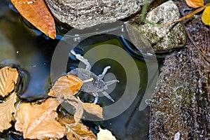 Giant Water Bug, Family Belostomatidae