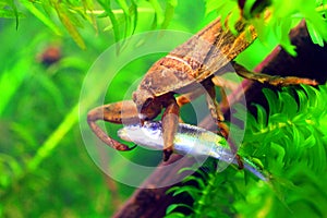 Giant water bug photo