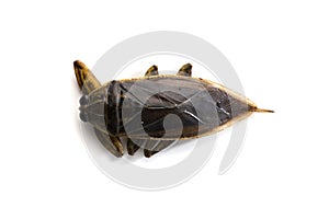 Giant water bug Lethocerus indicus