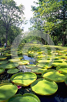 Giant water-flowers in the botanical garden of PAmplemousse on the tropical  island of MAuritius