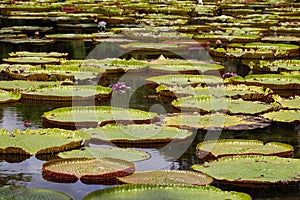 Giant water lilies