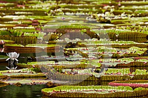 Giant water lilies