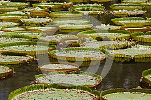 Giant water lilies
