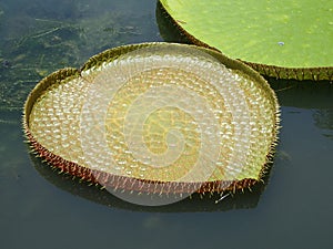 Giant water lilies