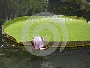 Giant water lilies