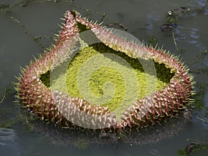 Giant water lilies