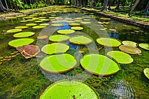 Giant water lilies Victoria Amazonica