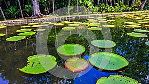 Giant water lilies Victoria Amazonica