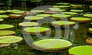Giant water lilies Victoria Amazonica