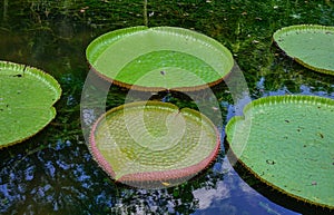 Giant water lilies Victoria Amazonica