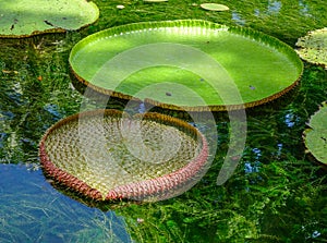 Giant water lilies Victoria Amazonica