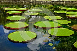 Giant water lilies Victoria Amazonica