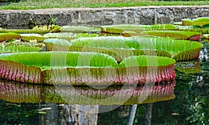 Giant water lilies Victoria Amazonica