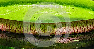 Giant water lilies Victoria Amazonica