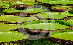 Giant water lilies Victoria Amazonica