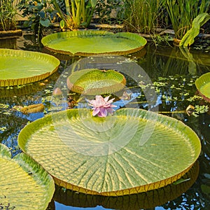 Giant water lilly