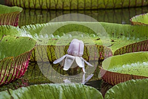 Giant water lily in botanical garden on Island Mauritius . Victoria amazonica, Victoria regia