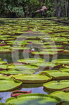 Giant water lily in botanical garden on Island Mauritius . Victoria amazonica, Victoria regia