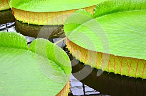 Giant water lily leafs