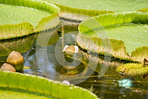 Giant water lily leaves victoria amazonica