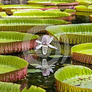 Giant water lily in Pamplemousse Botanical Garden. Island Mauritius