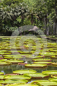 Giant water lily in Pamplemousse Botanical Garden. Island Mauritius