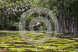 Giant water lily in Pamplemousse Botanical Garden. Island Mauritius