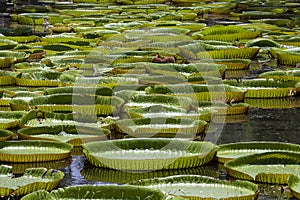 Giant water lily in tropical garden. Island Mauritius . Victoria amazonica, Victoria regia flower