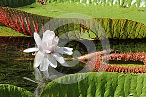 Giant Water Lily photo