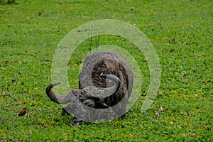 Giant waterbuffalo in green water plants