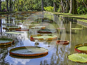 Giant waterlilies, Victoria amazonica in crystal clear water at the Long Pond