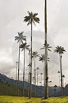 Giant Wax Palms