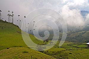 Giant Wax Palms, Cocora Valley, Colombia
