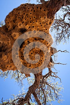 Giant Weaver Bird Nests in African Tree, Namibia