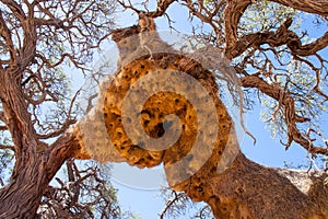 Giant Weaver Bird Nests in African Tree, Namibia