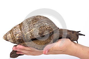 Giant West African snail,Archachatina marginata photo