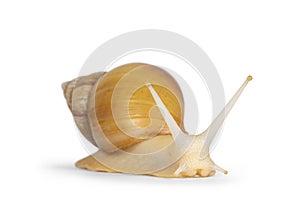 Giant West African snail on white background
