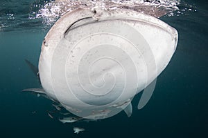 A giant whale shark - Rhincodon typus