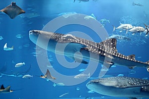 Gigante ballena tiburón nadar en cría de 