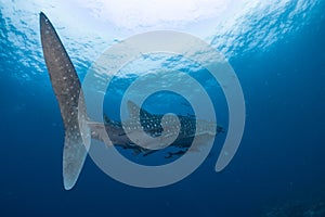 Giant Whale shark swimming underwater with scuba divers