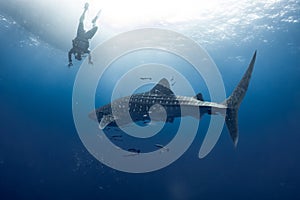 Giant Whale shark swimming underwater with scuba divers