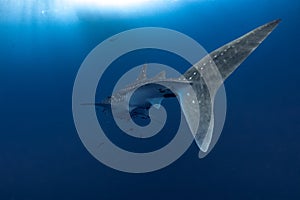 Giant Whale shark swimming underwater with scuba divers