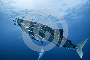 Giant Whale shark swimming underwater with scuba divers