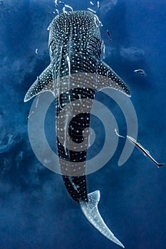 Giant Whale shark swimming underwater with scuba divers