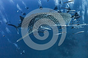 Giant Whale shark swimming underwater with scuba divers